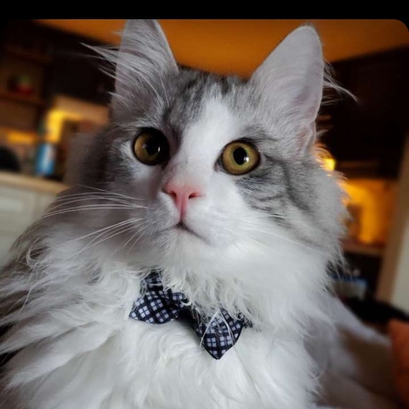 Meet your Posher, Hunter - Picture 1 of 1